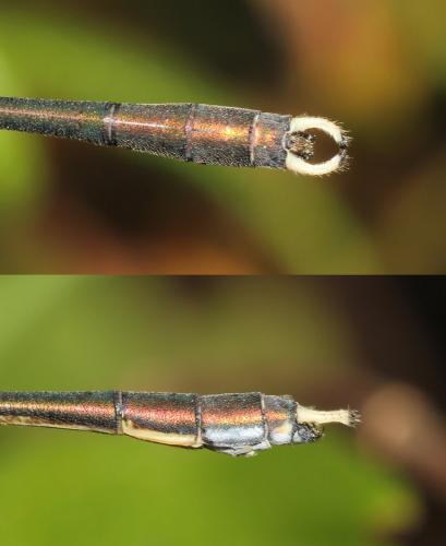 Lestes parvidens